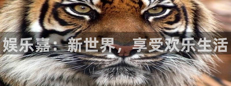 PG电子代理：娱乐嘉：新世界，享受欢乐生活